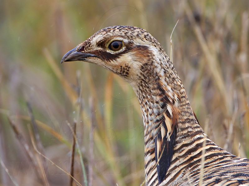 _MG_9475 Attwaters Prairie-Chicken.jpg