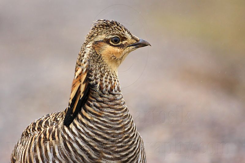 _MG_9552 Attwaters Prairie-Chicken.jpg