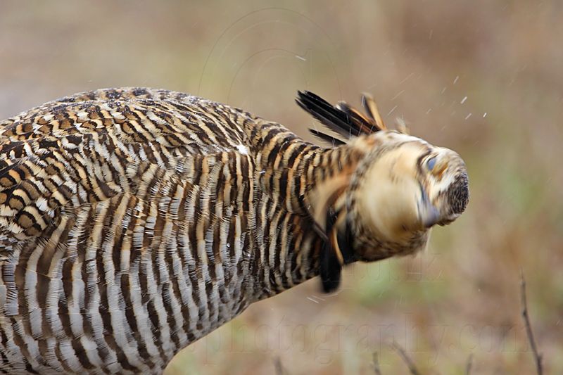 _MG_9575 Attwaters Prairie-Chicken.jpg
