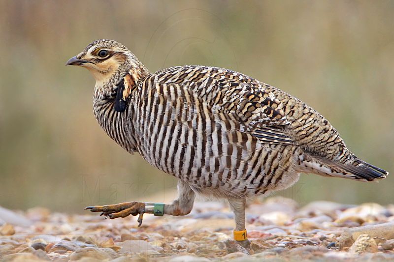 _MG_9667 Attwaters Prairie-Chicken.jpg