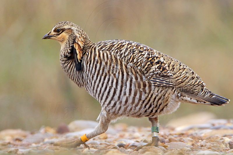 _MG_9669 Attwaters Prairie-Chicken.jpg