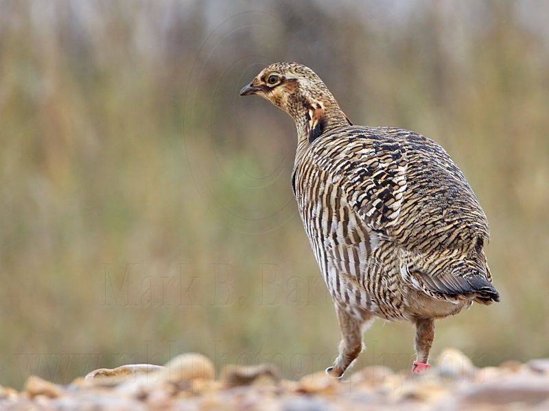 _MG_9727 Attwaters Prairie-Chicken.jpg