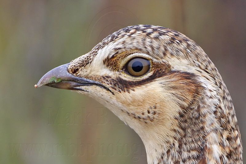 _MG_9744 Attwaters Prairie-Chicken.jpg