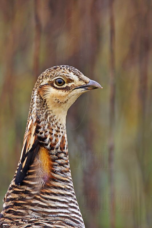 _MG_9937 Attwaters Prairie-Chicken.jpg