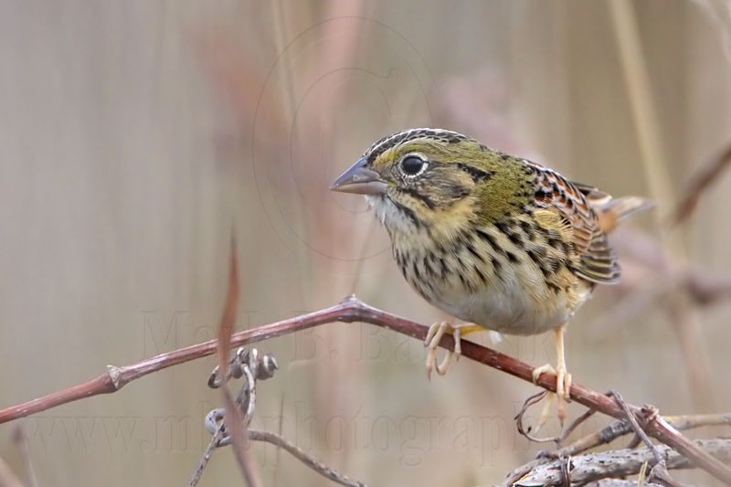 _MG_2437 Henslows  Sparrow.jpg