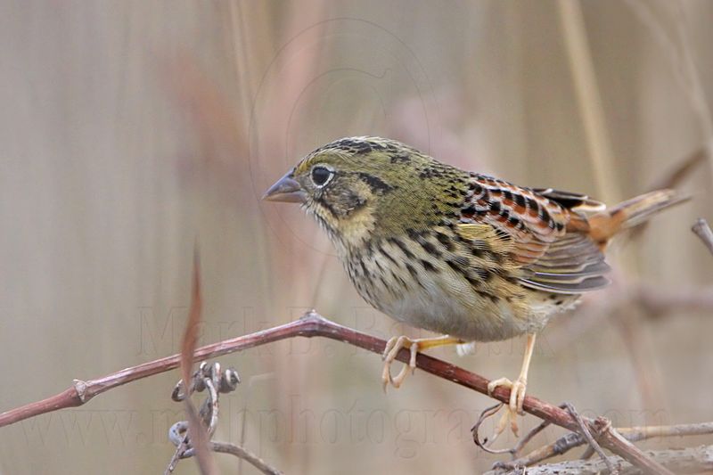 _MG_2438 Henslows  Sparrow.jpg