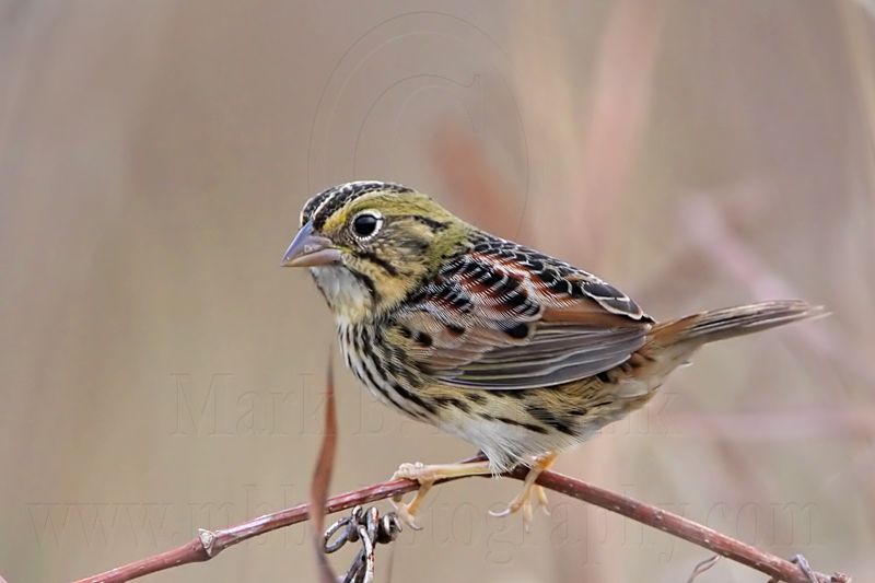 _MG_2473 Henslows  Sparrow.jpg