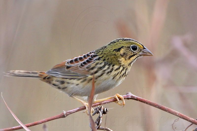 _MG_2507 Henslows  Sparrow.jpg