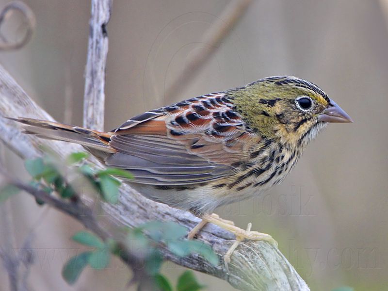 _MG_3013 Henslows  Sparrow.jpg