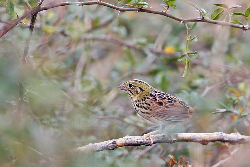 _MG_3562 Henslows  Sparrow.jpg