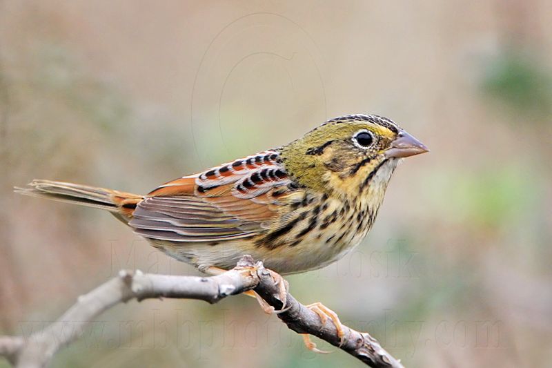 _MG_3701 Henslows  Sparrow.jpg
