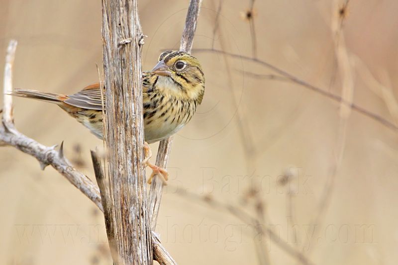 _MG_3757 Henslows  Sparrow.jpg