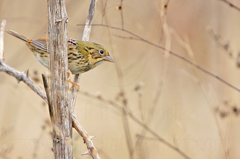 _MG_3762 Henslows  Sparrow.jpg