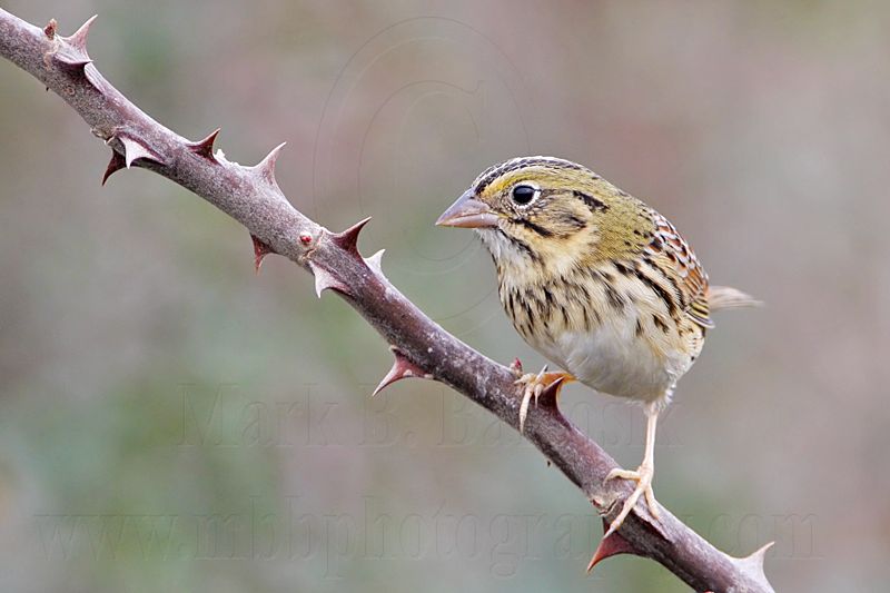 _MG_3998 Henslows  Sparrow.jpg