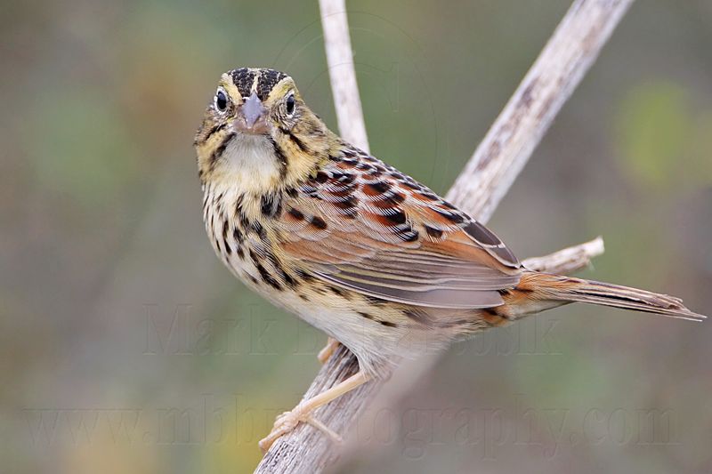 _MG_4065 Henslows  Sparrow.jpg