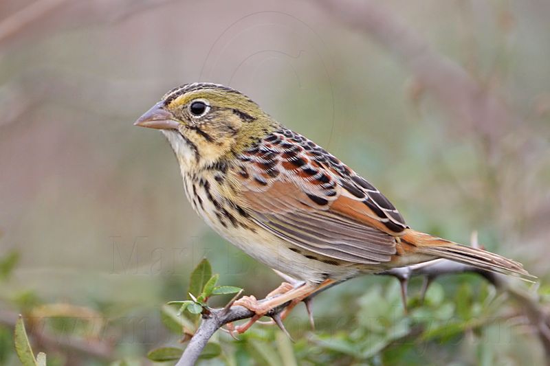 _MG_4225 Henslows  Sparrow.jpg