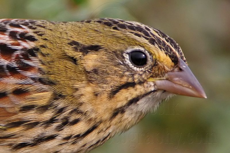 _MG_4680crop Henslows  Sparrow.jpg