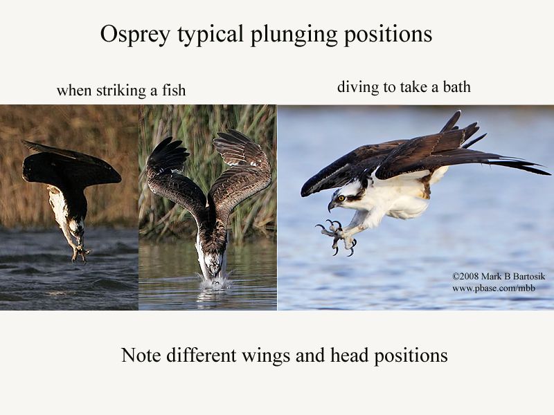 osprey plunging positions.jpg