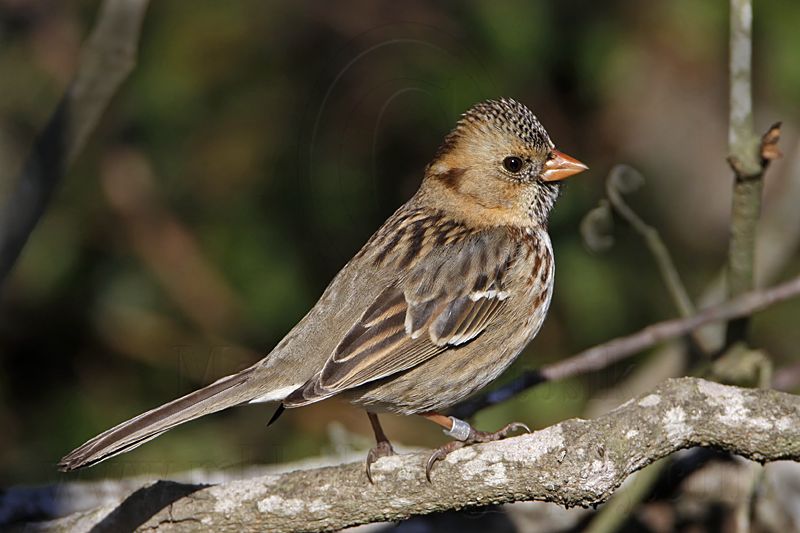 _MG_7020 Harriss Sparrow.jpg