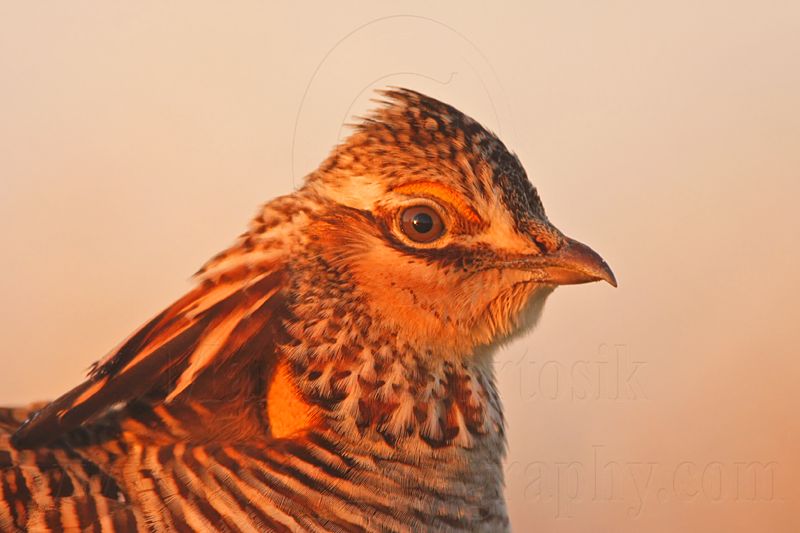 _MG_5178 Attwaters Prairie-Chicken.jpg