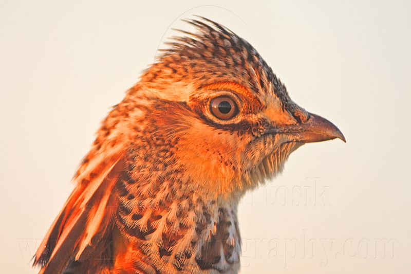 _MG_5254 Attwaters Prairie-Chicken.jpg