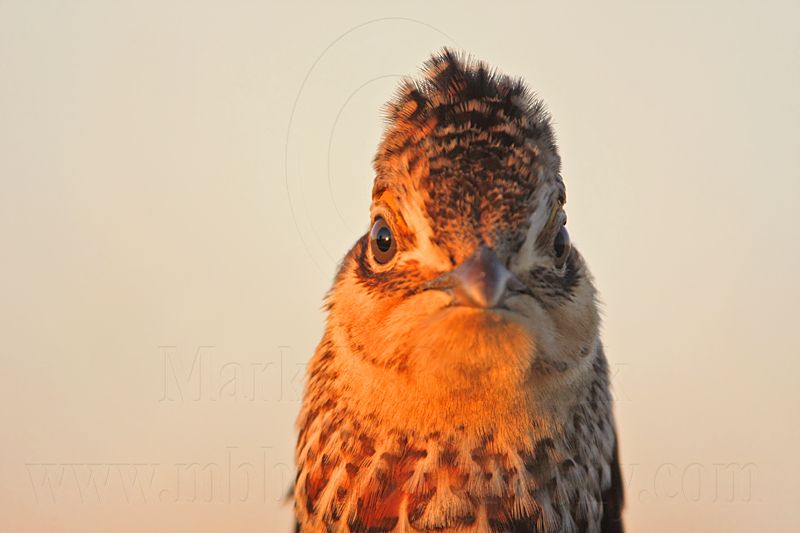 _MG_5255 Attwaters Prairie-Chicken.jpg