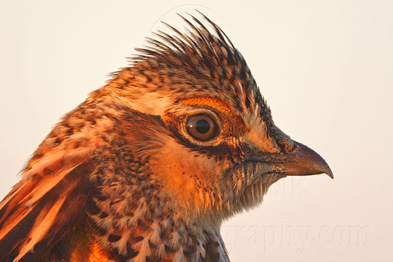 _MG_5261 Attwaters Prairie-Chicken.jpg