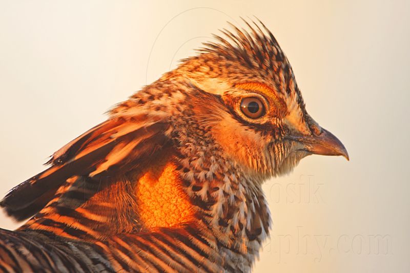 _MG_5271 Attwaters Prairie-Chicken.jpg