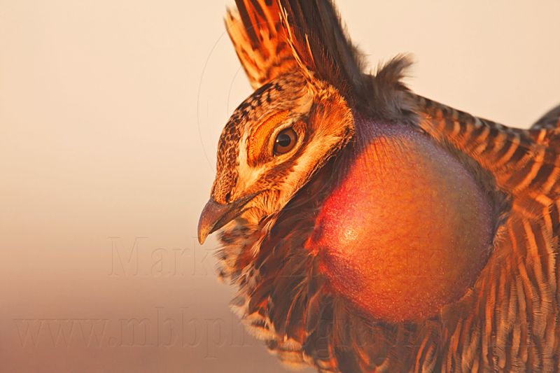 _MG_5328 Attwaters Prairie-Chicken.jpg