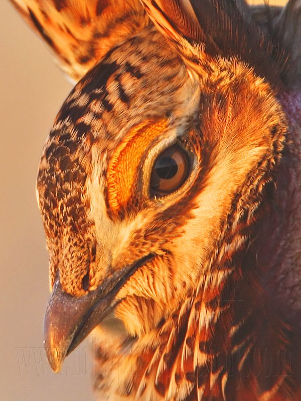 _MG_5358crop2 Attwaters Prairie-Chicken.jpg