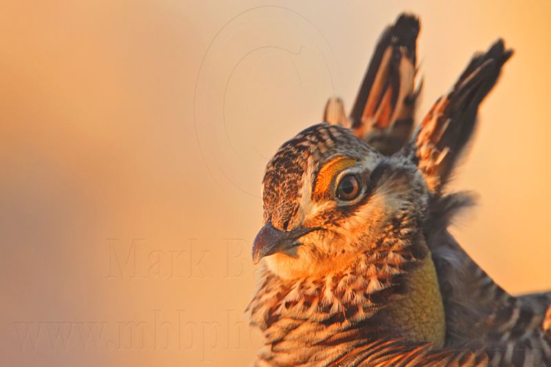 _MG_5378 Attwaters Prairie-Chicken.jpg