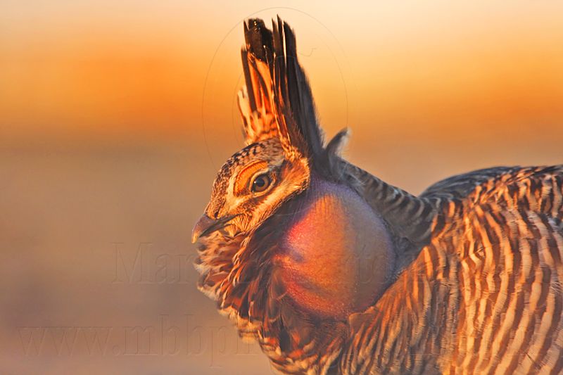 _MG_5397 Attwaters Prairie-Chicken.jpg