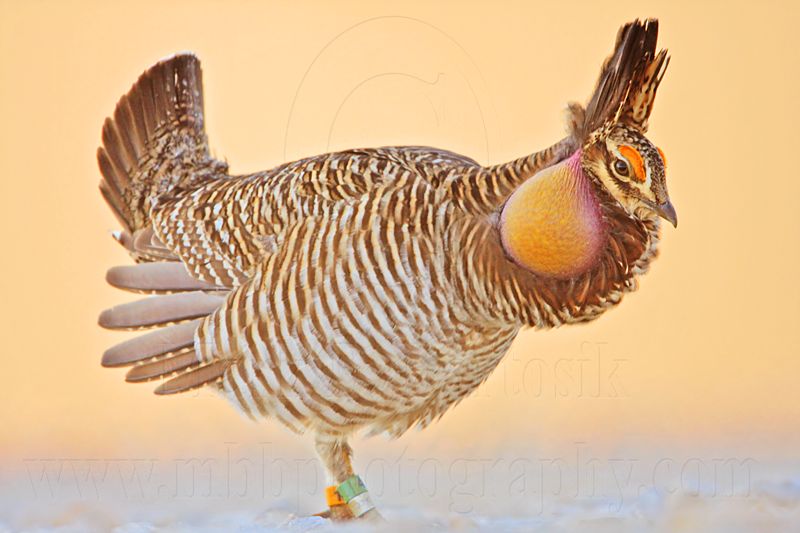 _MG_5524 Attwaters Prairie-Chicken.jpg