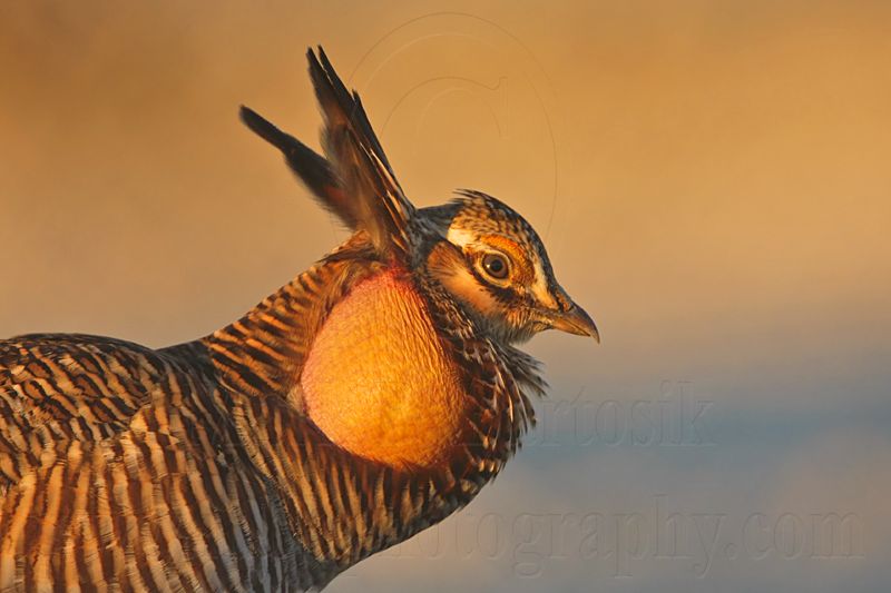 _MG_5589 Attwaters Prairie-Chicken.jpg