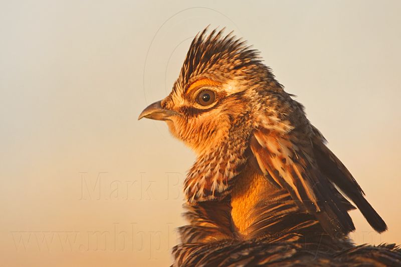 _MG_5633 Attwaters Prairie-Chicken.jpg