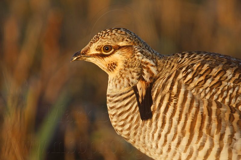 _MG_5769 Attwaters Prairie-Chicken.jpg