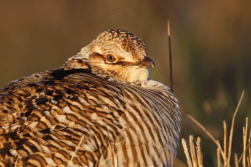 _MG_6182 Attwaters Prairie-Chicken.jpg