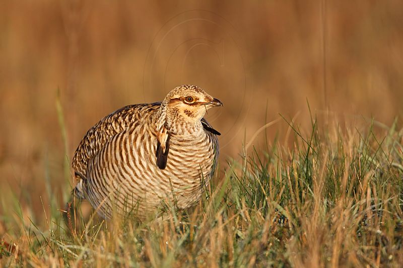_MG_6299 Attwaters Prairie-Chicken.jpg