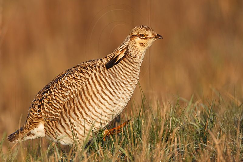 _MG_6310 Attwaters Prairie-Chicken.jpg