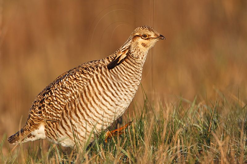 _MG_6310 Attwaters Prairie-Chicken.jpg