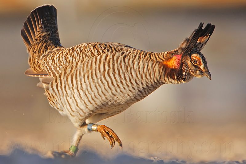 _MG_6777 Attwaters Prairie-Chicken.jpg