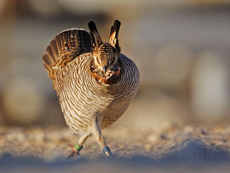 _MG_6829 Attwaters Prairie-Chicken.jpg