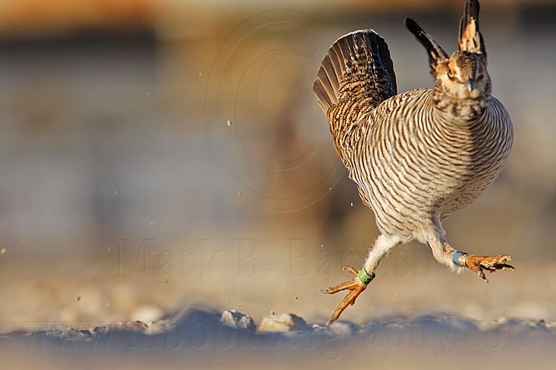_MG_6832 Attwaters Prairie-Chicken.jpg