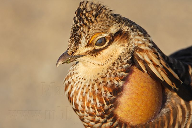 _MG_6890 Attwaters Prairie-Chicken.jpg