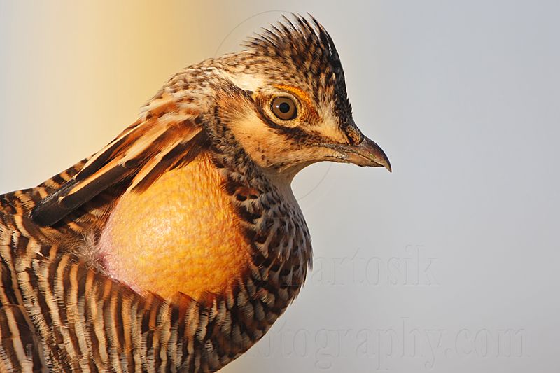 _MG_6991 Attwaters Prairie-Chicken.jpg