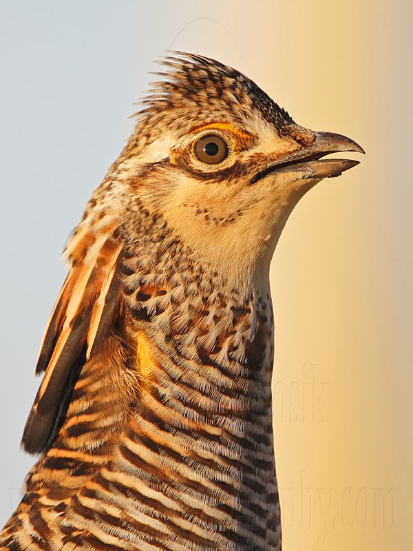_MG_7005 Attwaters Prairie-Chicken.jpg