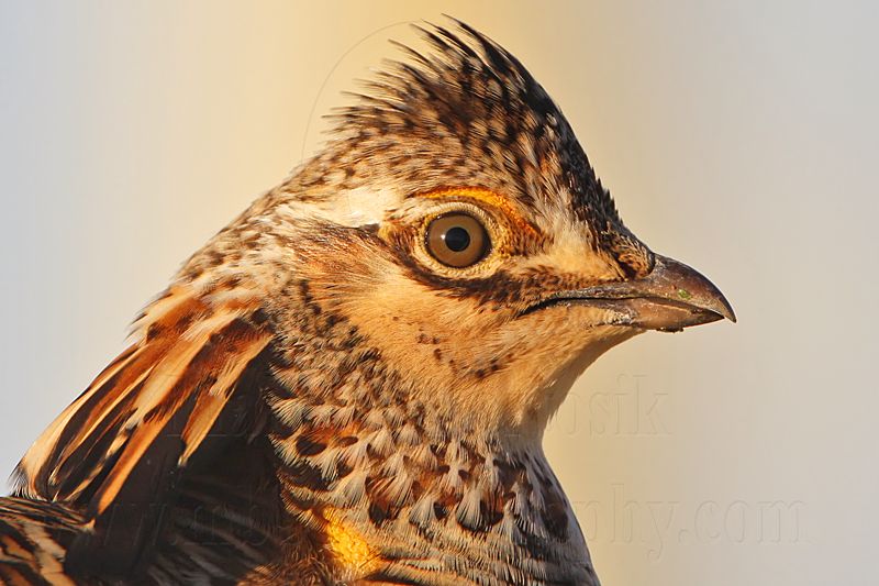 _MG_7025 Attwaters Prairie-Chicken.jpg
