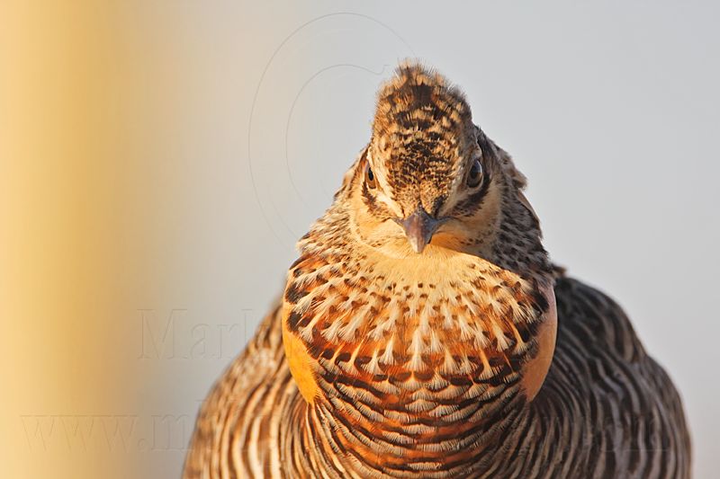 _MG_7065 Attwaters Prairie-Chicken.jpg