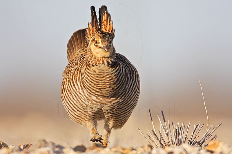 _MG_7133 Attwaters Prairie-Chicken.jpg