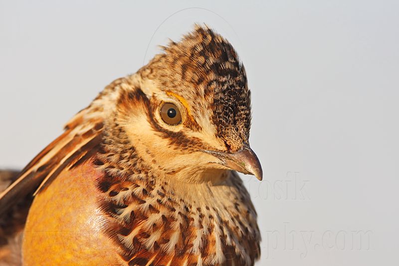 _MG_7179 Attwaters Prairie-Chicken.jpg
